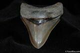 Super Serrated Inch Megalodon Tooth #80-1